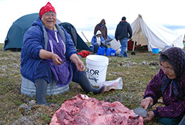 removing blubber from young seal